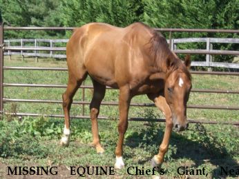 MISSING EQUINE Chief`s Giant, Near Damascus, MD, 20872